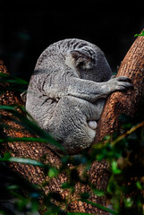 Koala male sleeping on the tree. Latin name - Phascolarctos cinereus