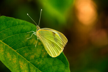 butterfly on leaf