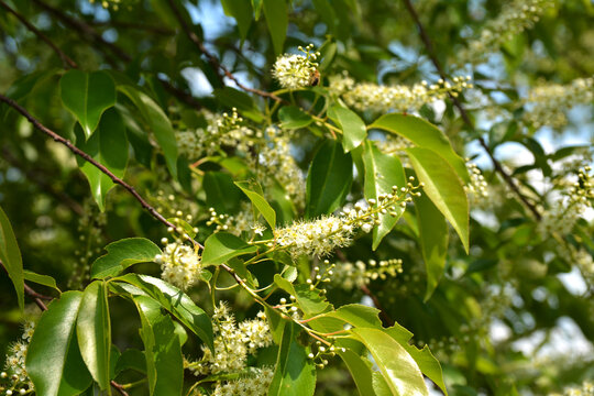 Prunus serotina white flowers closeup selective focus