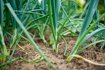 Cultivating onions in summer season. Growing own herbs and vegetables in a homestead.