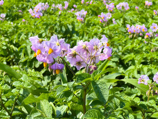 Potato flowers blooming under bright sunlight. Delicate purple petals with yellow stamens among lush green leaves.