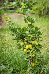 A young gooseberry bush produced berries in its second year