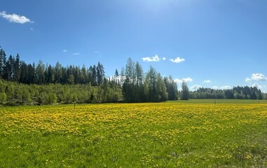 Grassland with Dandelion flowers on in Finland