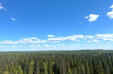 Boreal forest in Finland