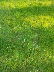 Green grass in spring n Finland