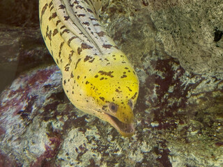 close-up of a yellow spotted moray eel with open mouth and detailed markings in a rocky underwater...
