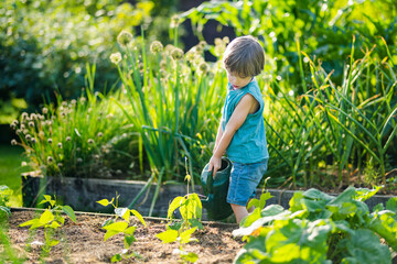 Cute little boy watering flower beds in the back yard at summer day. Child using watering can to...