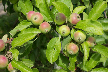 In a good season, you can see many young apples on an apple tree. In June, the apples are already quite large