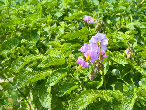 Potato flowers blooming under bright sunlight. Delicate purple petals with yellow stamens among lush green leaves.