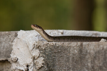 water non-venomous snake of asia, snakes of sri lanka, water snake