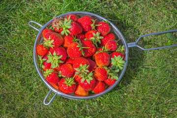 Strawberries picked in a sieve on a sunny lawn