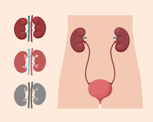 Human kidney and urinary system anatomy diagram. Medical vector illustration ideal for health education or biology.
