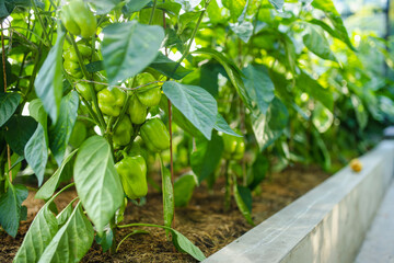 Cultivating bell peppers in a greenhouse on summer day. Growing own fruits and vegetables in a...