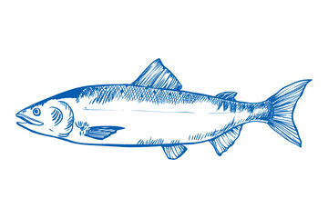 Mackerel Sardine Fish, Sketch, Drawing, Fish, Blue and White Line Art, vintage Hand Drawn on Transparent Background