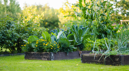 Cultivating edible plants in summer season. Growing own herbs and vegetables in a homestead.