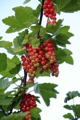
Rote Johannisbeere
