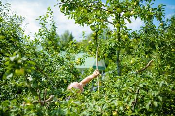 Mature man using wooden support sticks beneath apple tree branches to help bear the weight of...
