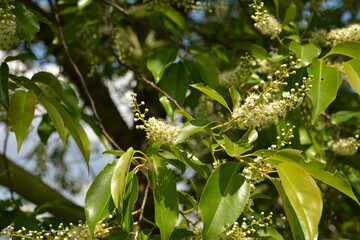 Prunus serotina white flowers closeup selective focus