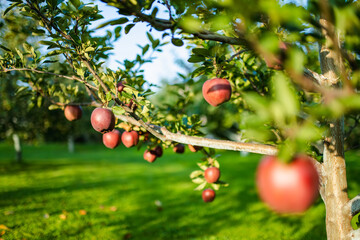 Ripening apples on apple tree branch on warm summer day. Harvesting ripe fruits in an apple...