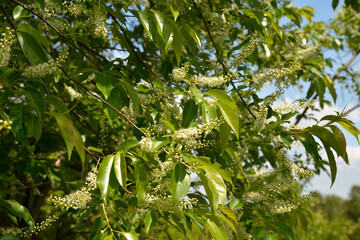 Prunus serotina white flowers closeup selective focus