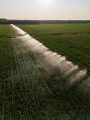 Aerial view of agricultural watering pivot irrigation system on a corn field at sunset