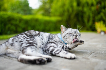 Young playful British shorthair silver tabby cat relaxing in the backyard. Gorgeous blue-gray cat...