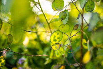 Lunaria annua, commonly called honesty or annual honesty in the garden on sunny summer day. Silver...