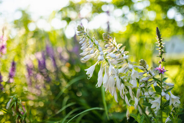 Flowering hosta bush also known as plantain lily, widely cultivated as shade-tolerant foliage...