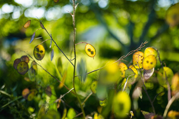 Lunaria annua, commonly called honesty or annual honesty in the garden on sunny summer day. Silver...