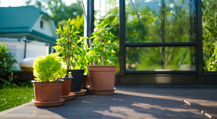 Cultivating basil in a greenhouse in summer season. Growing own herbs and vegetables in a homestead.