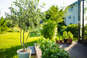 Sunlit garden with potted plants on a wooden deck, lush greenery, and a cozy house in the...