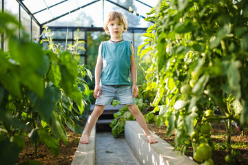 Cute little boy having fun in a greenhouse on sunny summer day. Child helping with daily chores.