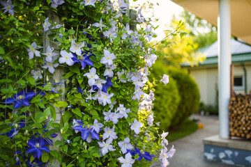 Flowering purple clematis in the garden. Flowers blossoming in summer.