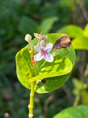 Macro of Pseuderanthemum Flower and Leaf for Botanical and Design Use