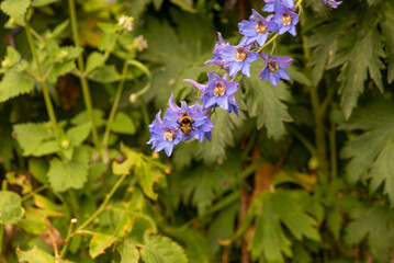 flowers catchment blue grows in the country. High quality photo