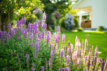 Purple loosestrife flowers blossoming in the garden on sunny summer day. Lythrum tomentosum or...