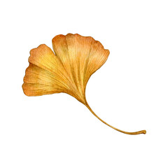 Watercolour painting autumn ginko leaves set. Use as print, poster, postcard, package, label, sticker.