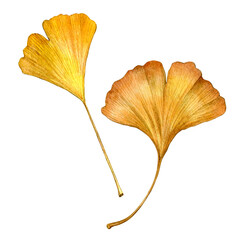 Naklejka premium Watercolour painting autumn ginko leaves set. Use as print, poster, postcard, package, label, sticker.