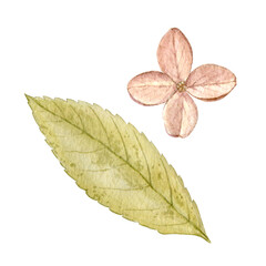 Fototapeta premium hydrangea, dry flowers, dry hydrangea, watercolour flower, autumn flowers, dry flower, hydrangea flower, art, autumn, autumn plant, plant, autumn season, autumn mood, botanical, botany, collection, b