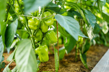 Cultivating bell peppers in a greenhouse on summer day. Growing own fruits and vegetables in a...