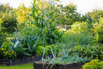 Cultivating edible plants in summer season. Growing own herbs and vegetables in a homestead.