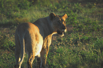 Africa- Wildlife- Extreme Close Up of a Wild Pregnant Lioness