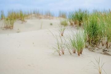 Delicate wildflowers and mosses blanket the sandy ground at the Curonian Spit in Lithuania, creating a subtle and enchanting natural tapestry.