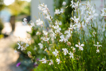 Tender white Gaura lindheimeri flowers blossoming on flower bed on sunny summer day.