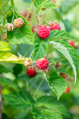 raspberry bush with red ripe berries. High quality photo