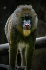 Closeup of the mandril monkey