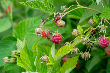 raspberry bush with red ripe berries. High quality photo