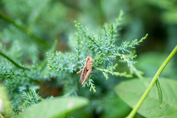 Gray grasshopper sitting on a sprig of juniper. High quality photo