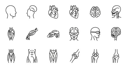 Human Anatomy Line Icons Head, Heart, Brain, Muscles, Skeleton & More