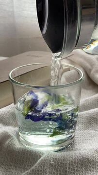 Woman's hand pouring butterfly pea flower tea into a cup. Butterfly pea flower tea. Herbal tea. Exotic blue tea that helps lose weight.